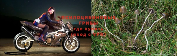 трава Богородицк
